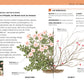 Die Illustration aus dem DK Verlag "Gartenwissen Pflanzenschnitt | 195 Zierpflanzen und 19 Obstgehölze richtig schneiden" zeigt einen rosafarbenen Rosenstrauch, seine ideale Form, die Pflanzenschnittmethode und eine deutsche Schnittanleitung.