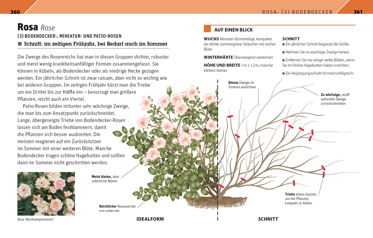 Die Illustration aus dem DK Verlag "Gartenwissen Pflanzenschnitt | 195 Zierpflanzen und 19 Obstgehölze richtig schneiden" zeigt einen rosafarbenen Rosenstrauch, seine ideale Form, die Pflanzenschnittmethode und eine deutsche Schnittanleitung.