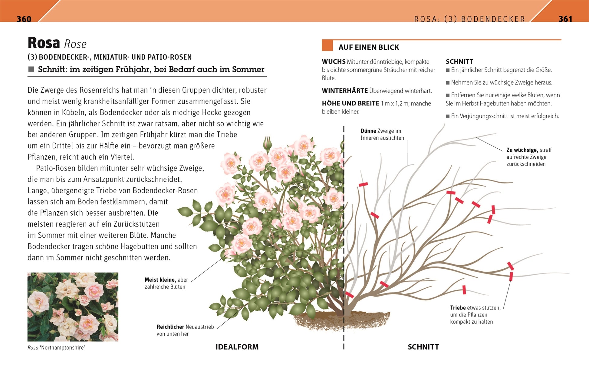 Die Illustration aus dem DK Verlag "Gartenwissen Pflanzenschnitt | 195 Zierpflanzen und 19 Obstgehölze richtig schneiden" zeigt einen rosafarbenen Rosenstrauch, seine ideale Form, die Pflanzenschnittmethode und eine deutsche Schnittanleitung.