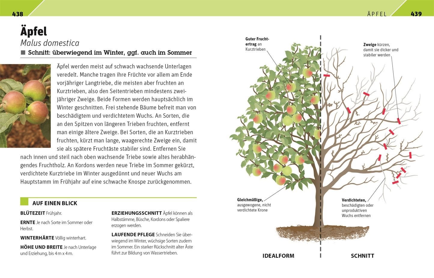 Das Buch "Gartenwissen Pflanzenschnitt" aus dem DK Verlag ist ein bebilderter Ratgeber für den Schnitt von 195 Zierpflanzen und 19 Obstbäumen, mit beschrifteten Teilen und Pflegetipps für gesunde Gartenpflanzen.