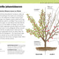 Die Illustration aus "Gartenwissen Pflanzenschnitt | 195 Zierpflanzen und 19 Obstgehölze richtig schneiden" aus dem DK Verlag zeigt den richtigen Winterschnitt von roten und weißen Johannisbeersträuchern, mit Schnittführungen, Idealformen, Tipps und Fakten zu Gartenpflanzen.