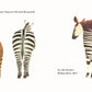 Zwei Tiere von hinten: ein Tiger mit orange-schwarzen Streifen und ein Zebra mit schwarz-weißen Streifen. Rechts steht ein Okapi mit braunem Fell und gestreiften Beinen. "Ich bin so froh über meinen Po!" von DK Verlag, ab 24 Monaten.
