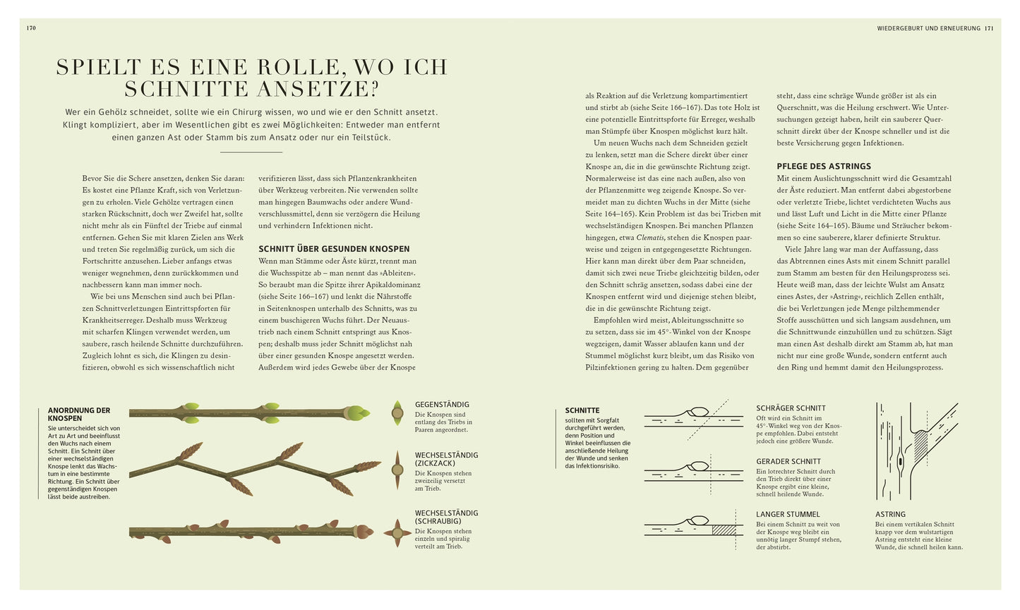 Eine deutsche Infoseite aus dem DK Verlag "100 Fragen und Antworten zum Gärtnern | leicht verständlich beantwortet" zeigt Diagramme von Schnittmethoden und klare Anweisungen - ideal für Gartenwissen, wie und wo man Äste beschneidet.