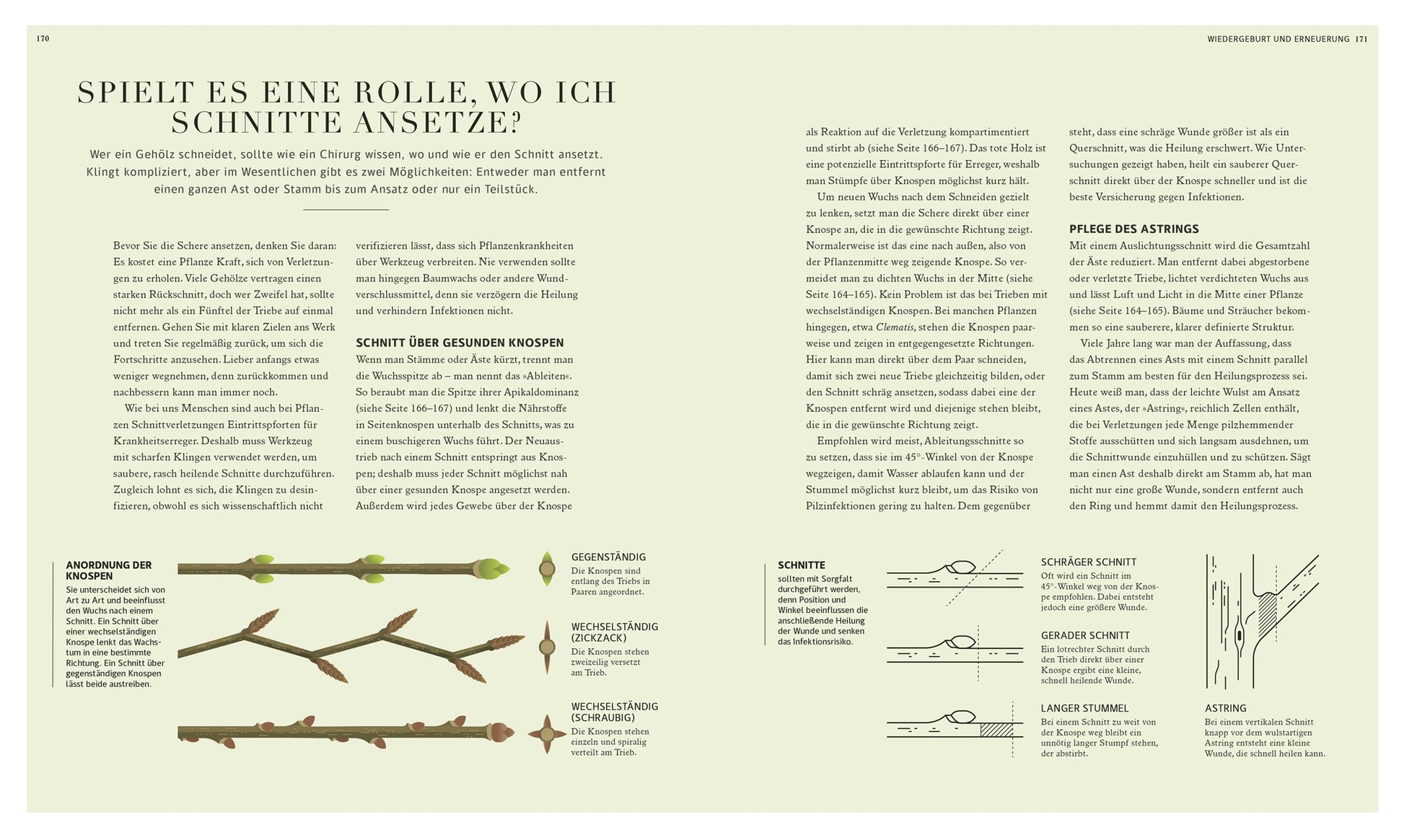 Eine deutsche Infoseite aus dem DK Verlag "100 Fragen und Antworten zum Gärtnern | leicht verständlich beantwortet" zeigt Diagramme von Schnittmethoden und klare Anweisungen - ideal für Gartenwissen, wie und wo man Äste beschneidet.