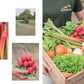 Eine Person hält Das Gemüsekisten Kochbuch aus dem DK Verlag, gefüllt mit frischen Gemüserezepten für die saisonale Küche und nachhaltiges Kochen. Kleinere Bilder von Rhabarber, Radieschen und einem Traktor zeigen die Wurzeln frischer Zutaten.