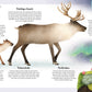 Illustration aus "Zauber des Waldes" von DK Verlag: Zwei Rentiere (Erwachsener und Kalb) gehen im Schnee unter Nordlichtern, rechts sind Elche und Pflanzen. Im Hintergrund steht deutscher Text zu Tieranpassungen - ab 5 Jahren geeignet.