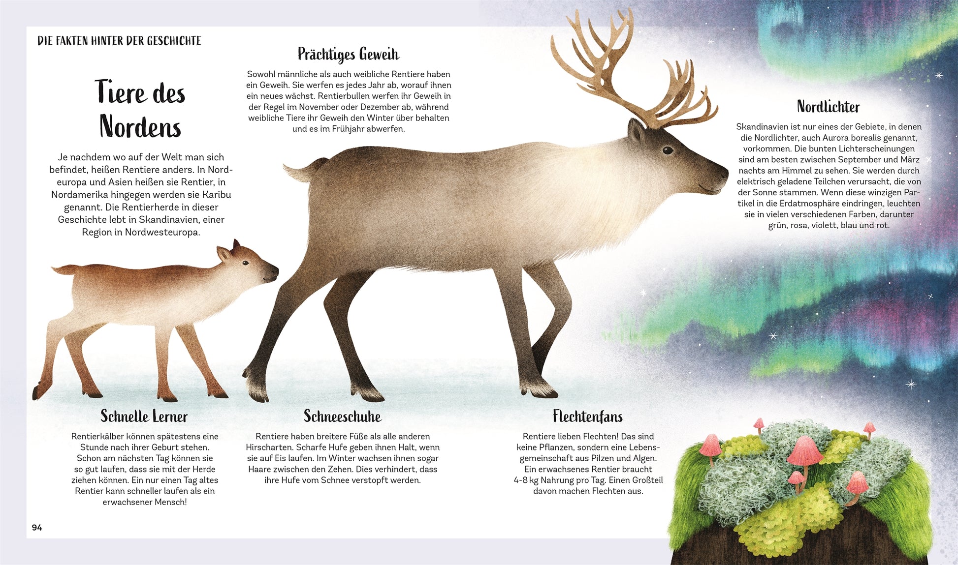 Illustration aus "Zauber des Waldes" von DK Verlag: Zwei Rentiere (Erwachsener und Kalb) gehen im Schnee unter Nordlichtern, rechts sind Elche und Pflanzen. Im Hintergrund steht deutscher Text zu Tieranpassungen - ab 5 Jahren geeignet.