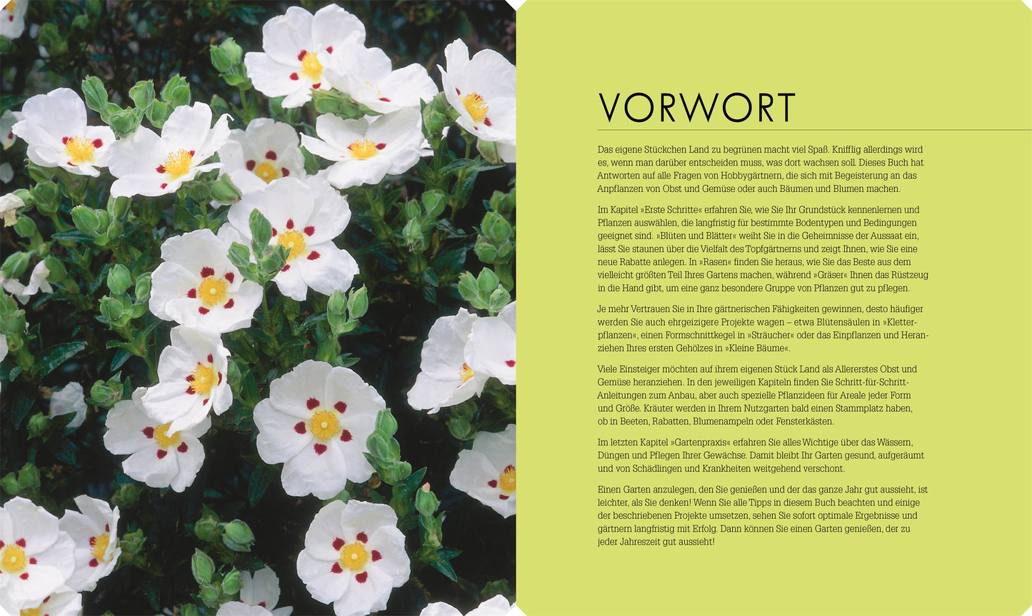 Weiße Zistrosenblüten mit gelber Mitte und roten Tupfen füllen die linke Seite, während ein grüner Kasten mit "VORWORT" So geht Garten | Die Basics für Einsteiger vom DK Verlag als Inspiration für Gartenanfänger vorstellt.