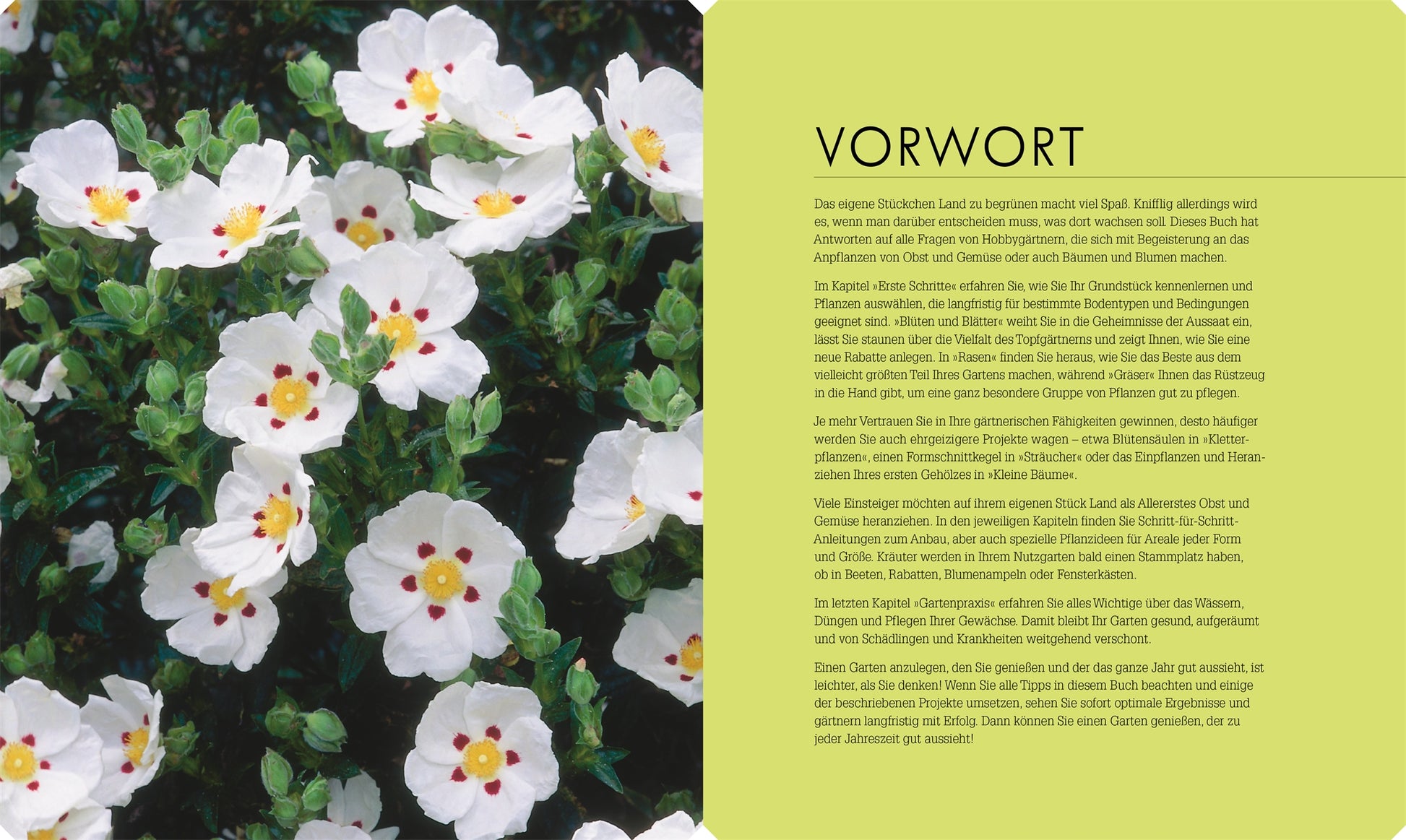 Weiße Zistrosenblüten mit gelber Mitte und roten Tupfen füllen die linke Seite, während ein grüner Kasten mit "VORWORT" So geht Garten | Die Basics für Einsteiger vom DK Verlag als Inspiration für Gartenanfänger vorstellt.