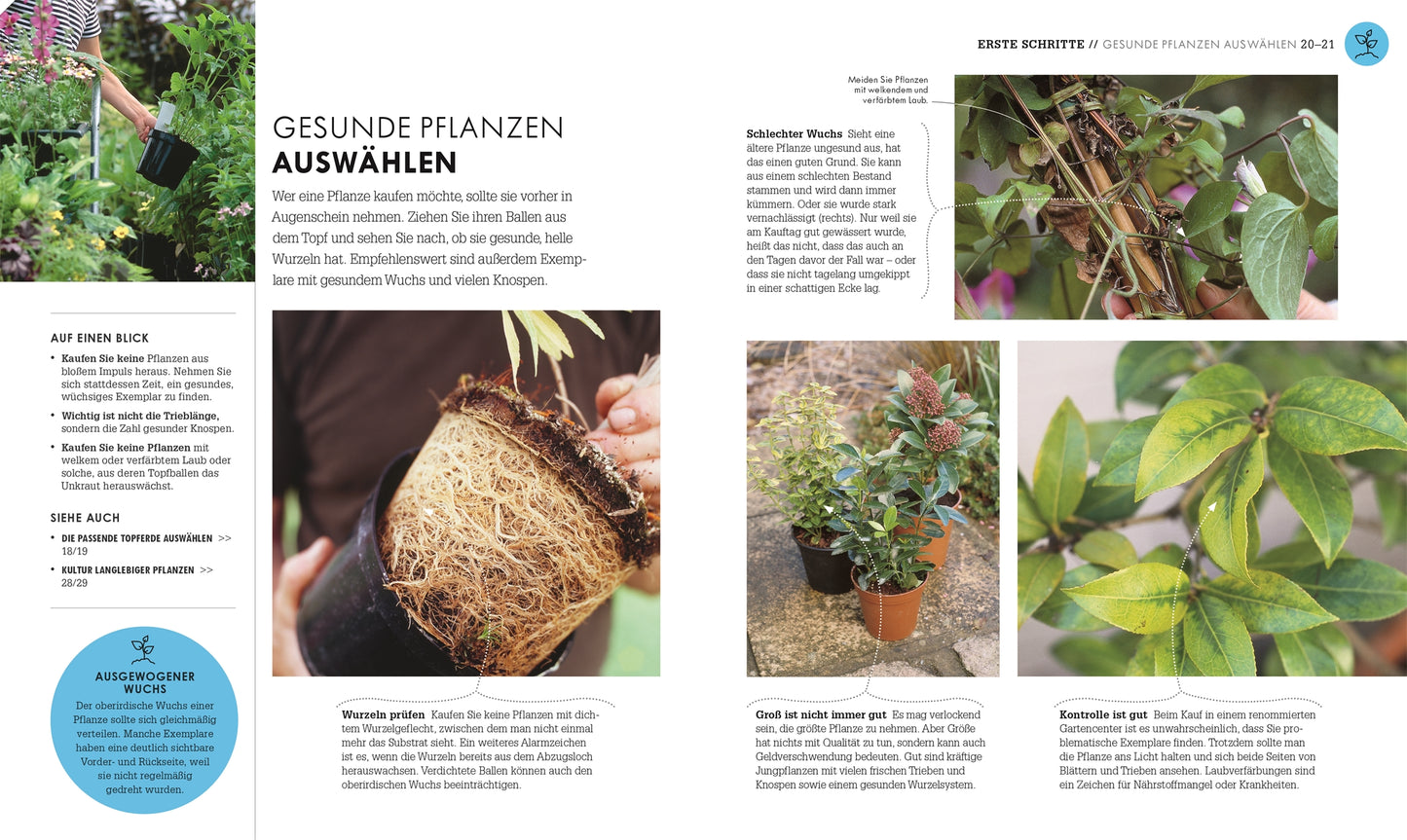 Eine Doppelseite aus "So geht Garten | Die Basics für Einsteiger" aus dem DK Verlag gibt Tipps für die Auswahl gesunder Nutz- und Ziergartenpflanzen, mit Bildern von Händen, die Töpfe, Wurzeln und Blätter halten, um Anfängern die Auswahl robuster, krankheitsfreier Sorten zu erleichtern.
