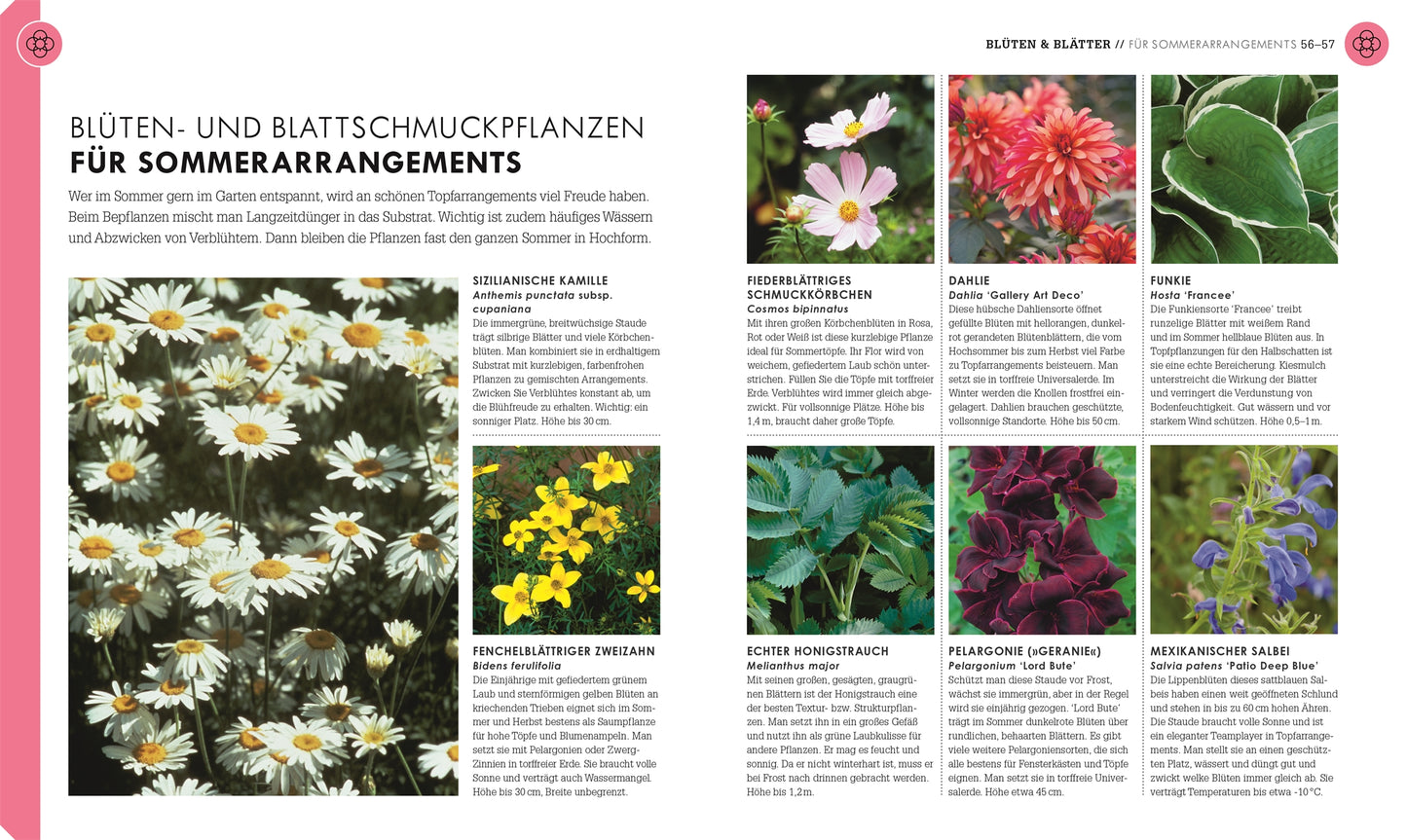Eine Magazinstrecke aus dem DK Verlag "So geht Garten | Die Basics für Einsteiger" zeigt Gänseblümchen, Mutterkraut, Kosmos, Canna und Salbei für sommerliche Arrangements. Der Text ist auf Deutsch - ideal für Einsteiger und Ziergärtner.