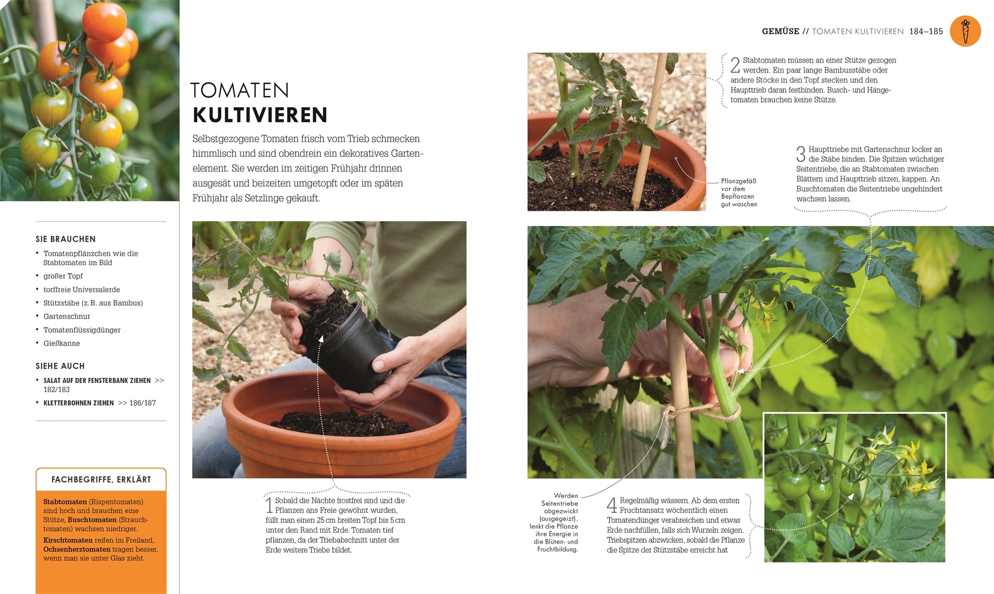 So geht Garten | Die Basics für Einsteiger von DK Verlag: Schritt-für-Schritt-Anleitung auf Deutsch mit Fotos zum Tomatenanbau und -pflege im Nutz- & Ziergarten - inklusive Umpflanzen, Gießen, Stäben und Bildern von Blüten & reifenden Früchten.