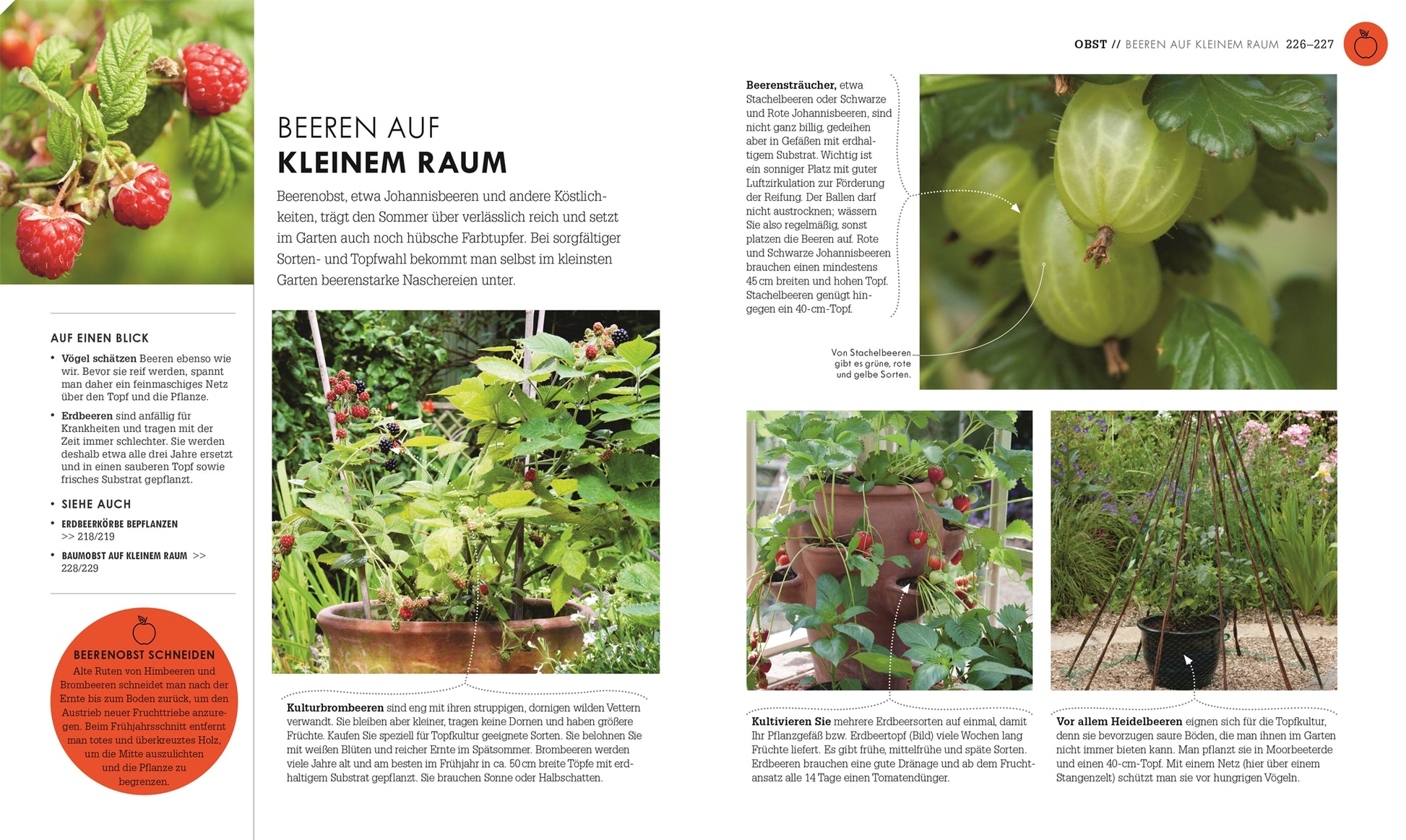 Entdecken Sie in "So geht Garten | Die Basics für Einsteiger" aus dem DK Verlag Inspirationen für den Beerenanbau auf kleinem Raum. Mit Tipps, Fotos von Himbeeren, Stachelbeeren, Erdbeeren in Töpfen und gestapelten Pflanzgefäßen - ideal für Ihren Nutz- und Ziergarten!.