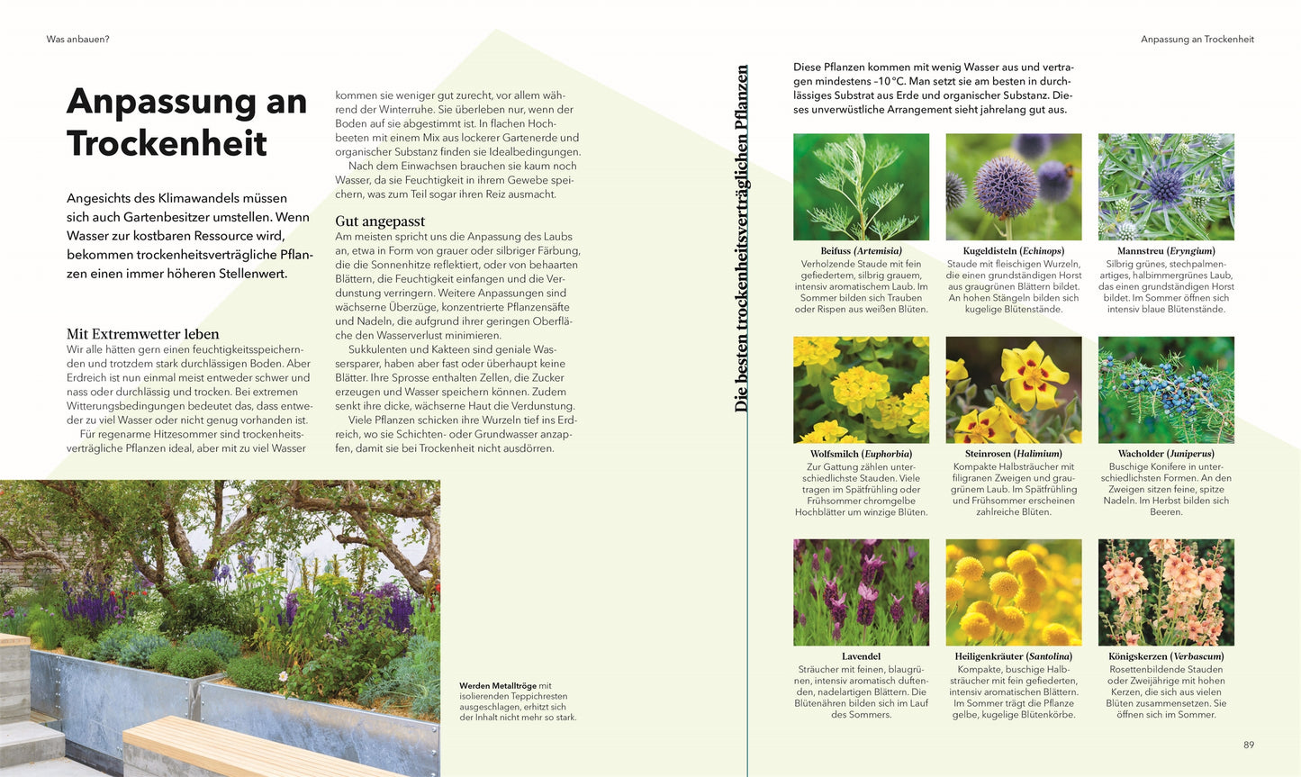 Entdecken Sie auf einer Doppelseite trockenheitsresistente Pflanzen und clevere Tipps für Trockenheit, wie Sie Echinops, Lavendel und Sedum in Ihrem Hochbeet einsetzen können. Aus "Alles im Hochbeet | Umfassendes Praxiswissen" vom DK Verlag.