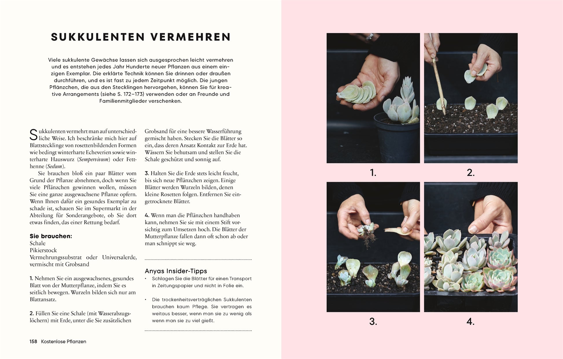 Gärtnern für wenig Geld | Ressourcenschonend zum grünen Paradies" von DK Verlag: Auf der linken Seite steht ein deutscher Guide, rechts zeigen vier Fotos das Schneiden und Einpflanzen von Sukkulenten auf charmantem rosa-weißem Hintergrund.