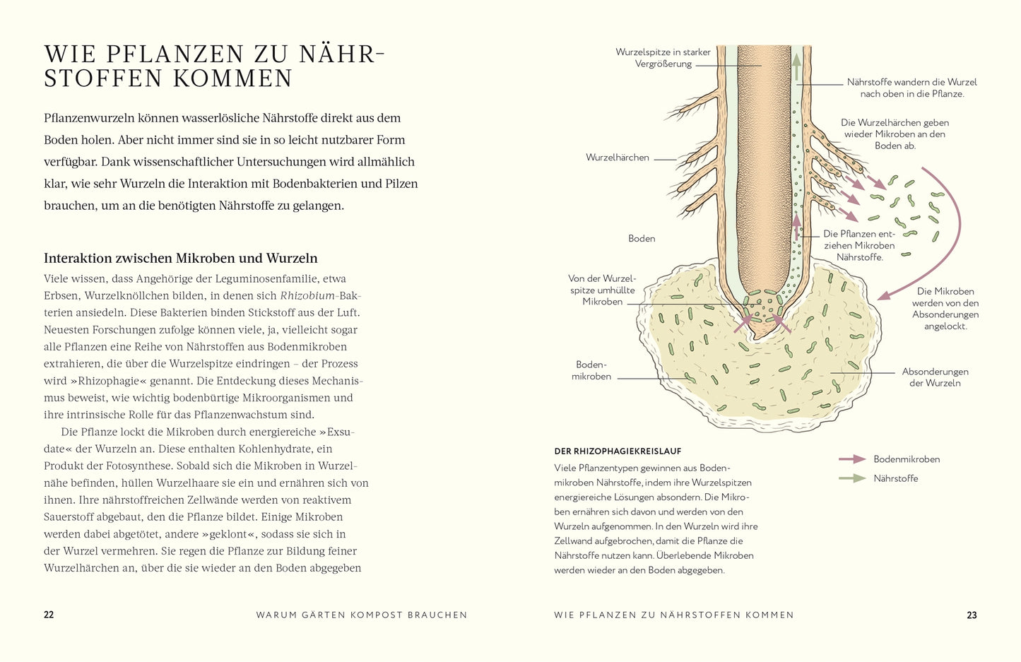 Ein Diagramm zeigt eine Pflanzenwurzel im Boden mit Bezeichnungen wie Wurzelspitze, Haare und sich zersetzendes organisches Material, wie z. B. DK Verlag's Kompost | Alles, was man wissen muss. Symbole zeigen Mikroben und Nährstoffe, die sich zur Wurzel bewegen, mit deutschem Text um das Bild herum.
