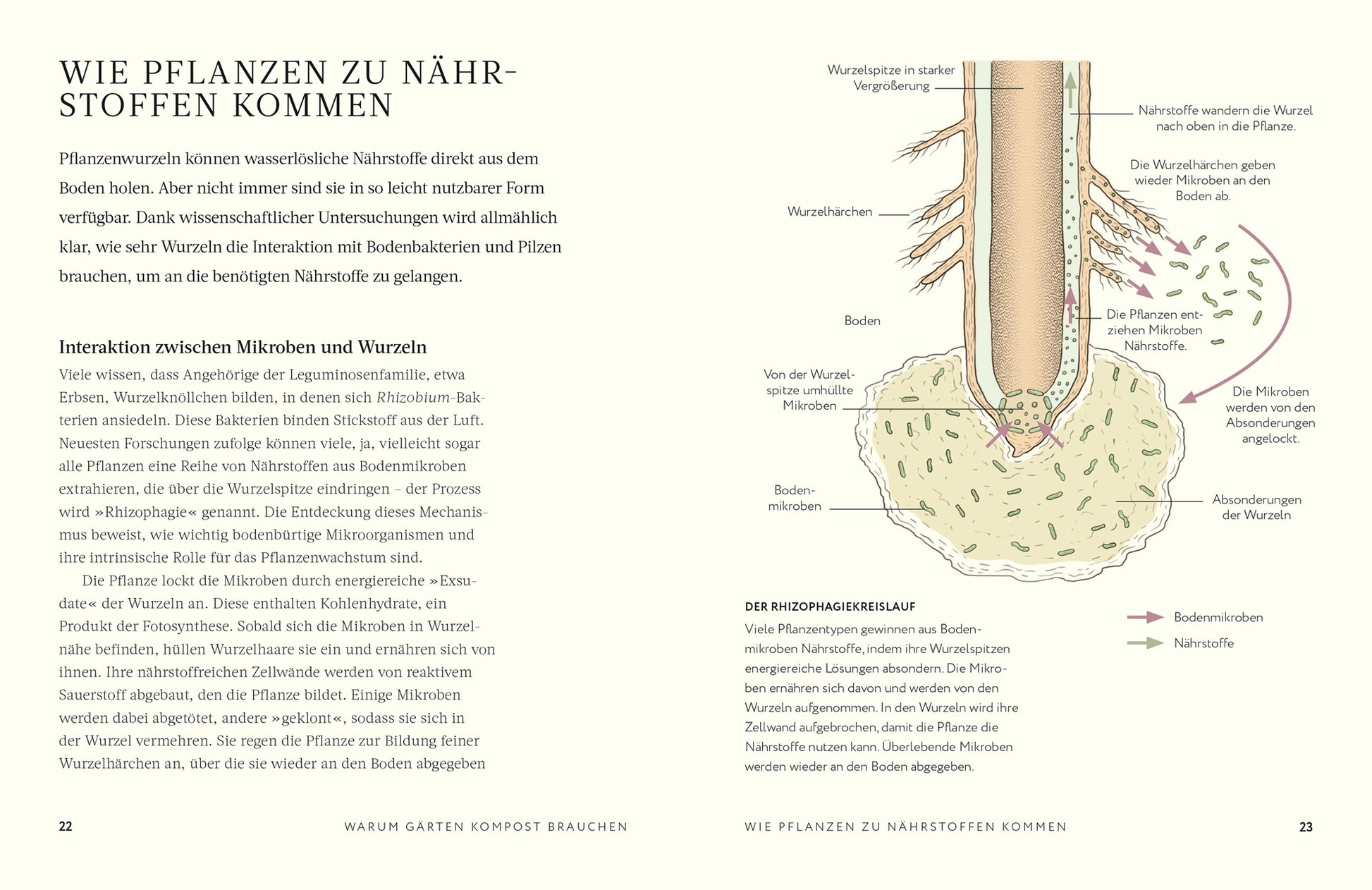 Ein Diagramm zeigt eine Pflanzenwurzel im Boden mit Bezeichnungen wie Wurzelspitze, Haare und sich zersetzendes organisches Material, wie z. B. DK Verlag's Kompost | Alles, was man wissen muss. Symbole zeigen Mikroben und Nährstoffe, die sich zur Wurzel bewegen, mit deutschem Text um das Bild herum.