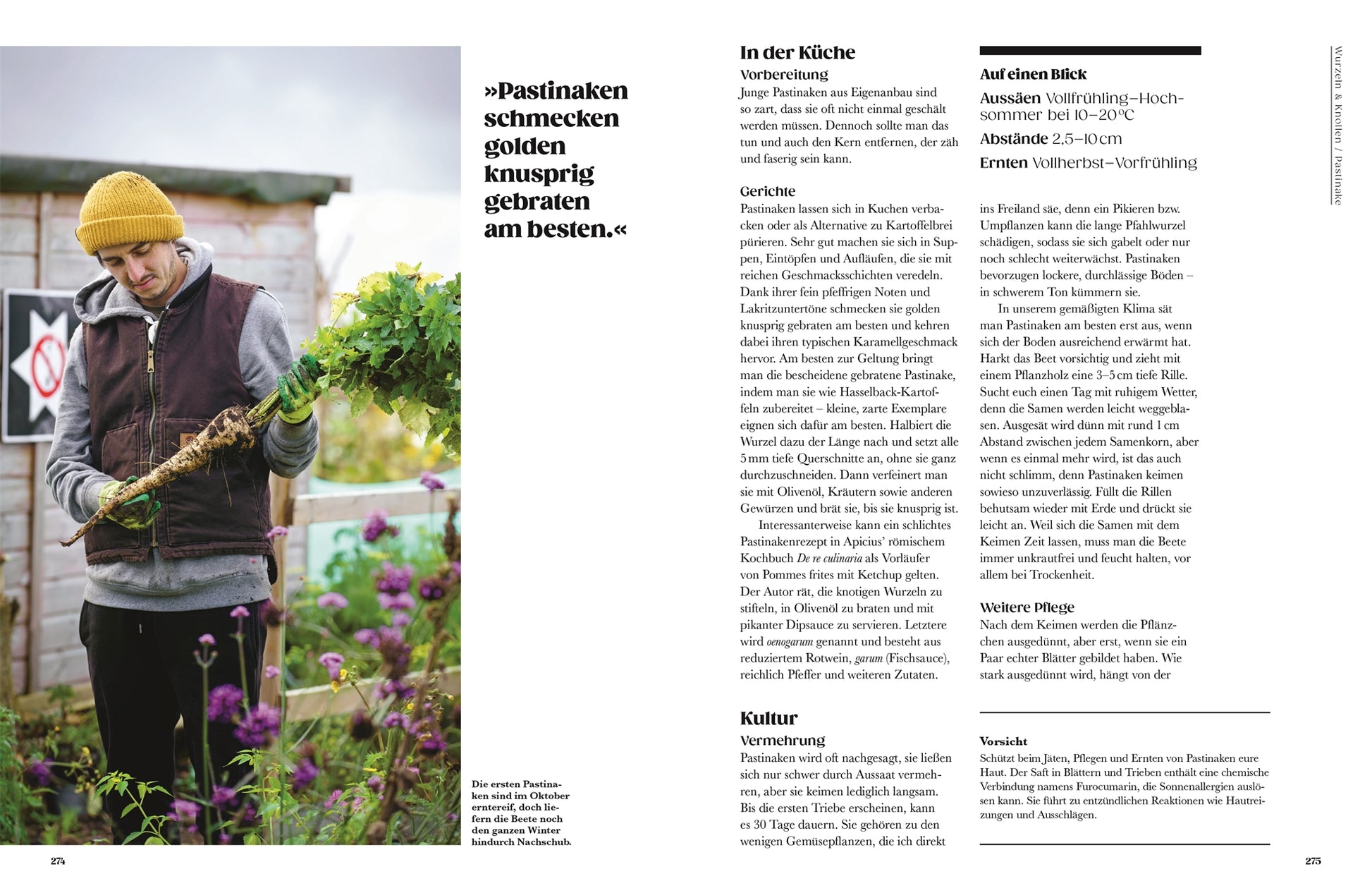 Eine Person hält eine frisch geerntete Pastinake - eine der alten Gemüsesorten - in einem Garten. Entdecke im DK Verlag Buch "Auf der Jagd nach alten Sorten" Rezepte, Pflanzenführer und Tipps zur Zubereitung alter Gemüsesorten aus aller Welt.