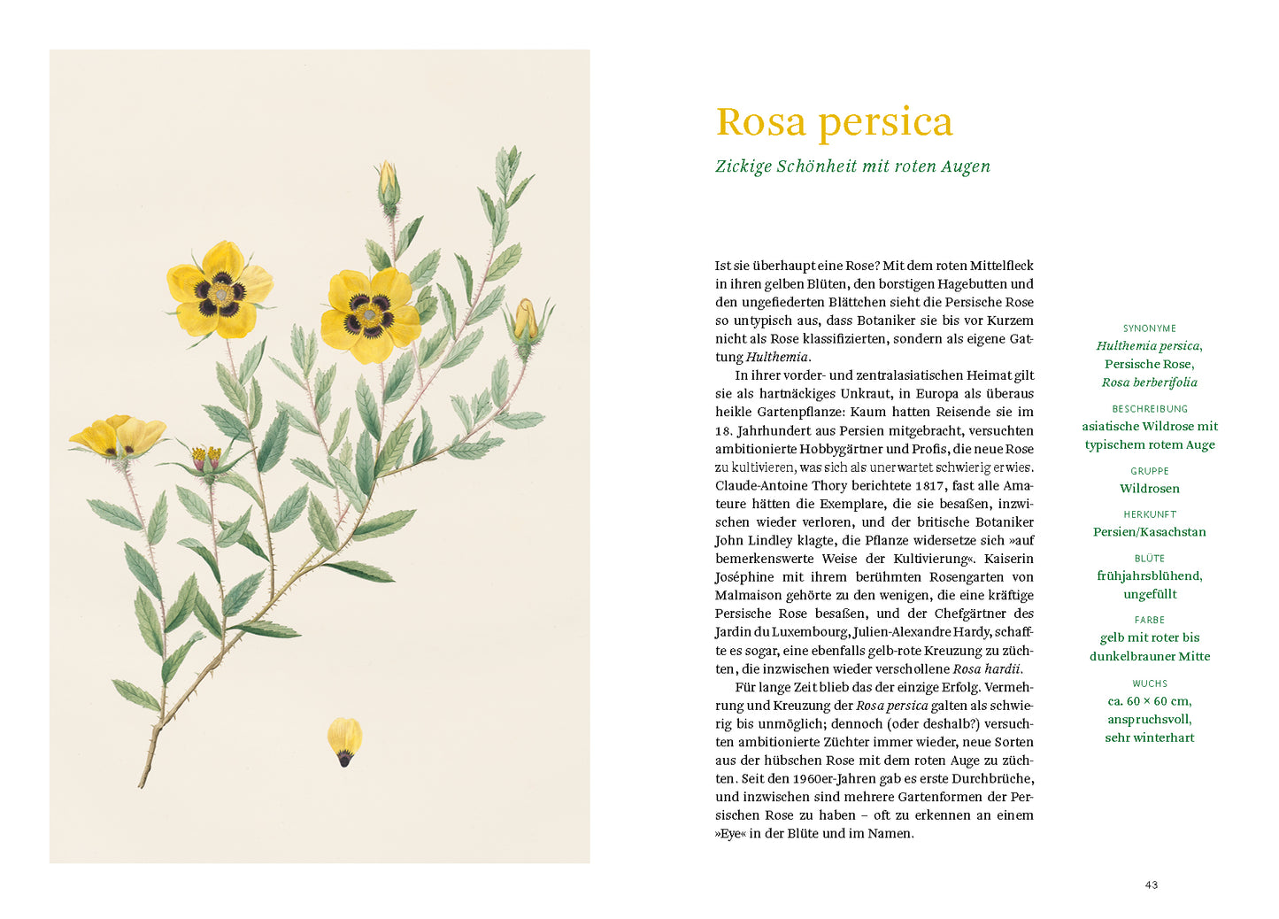 Eine detaillierte botanische Abbildung aus "Historische Rosen | fünfzig Rosensorten" vom Dumont Verlag zeigt die gelben Blüten der Rosa persica mit dunkler Mitte und grünen Blättern, dazu ein deutscher Text über alte Rosen - ideal für jedes Gartenbuch.
