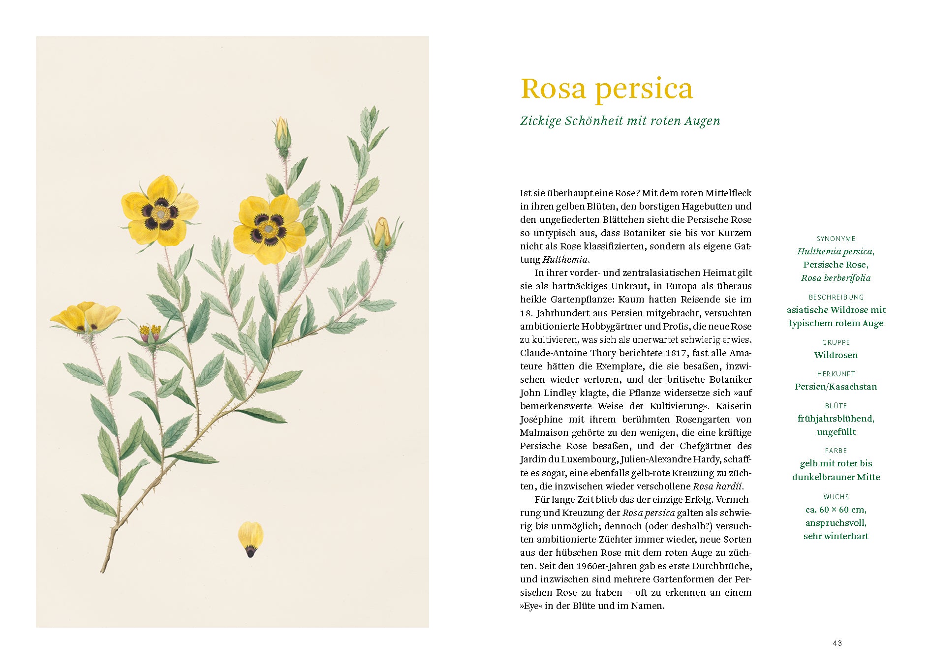 Eine detaillierte botanische Abbildung aus "Historische Rosen | fünfzig Rosensorten" vom Dumont Verlag zeigt die gelben Blüten der Rosa persica mit dunkler Mitte und grünen Blättern, dazu ein deutscher Text über alte Rosen - ideal für jedes Gartenbuch.