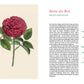Eine Illustration einer dunkelrosa Rose du Roi mit grünen Blättern auf Sahne steht neben einem deutschen Text über alte Rosen in "Historische Rosen | fünfzig Rosensorten mit prachtvollen historischen Illustrationen" aus dem Dumont Verlag.