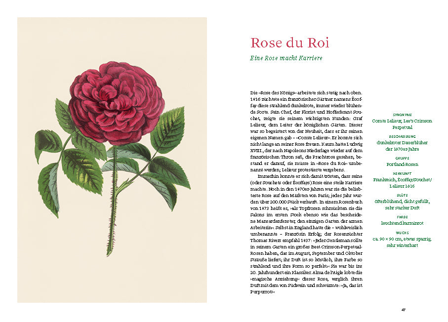 Eine Illustration einer dunkelrosa Rose du Roi mit grünen Blättern auf Sahne steht neben einem deutschen Text über alte Rosen in "Historische Rosen | fünfzig Rosensorten mit prachtvollen historischen Illustrationen" aus dem Dumont Verlag.