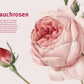 Eine detaillierte Illustration von rosa Strauchrosen und Rosenknospen, mit deutschem Text über Strauchrosen und alte Rosen, aus "Historische Rosen | fünfzig Rosensorten mit prachtvollen historischen Illustrationen" des Dumont Verlags. Ideal für jedes Gartenbuch.