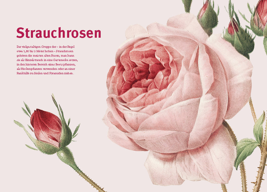 Eine detaillierte Illustration von rosa Strauchrosen und Rosenknospen, mit deutschem Text über Strauchrosen und alte Rosen, aus "Historische Rosen | fünfzig Rosensorten mit prachtvollen historischen Illustrationen" des Dumont Verlags. Ideal für jedes Gartenbuch.