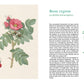 Eine botanische Illustration aus "Historische Rosen | fünfzig Rosensorten" vom Dumont Verlag zeigt Rosa rugosa mit rosa Blüten, grünen Blättern, Dornen und roten Hagebutten neben einer Seite mit deutschem Text über Rosensorten.