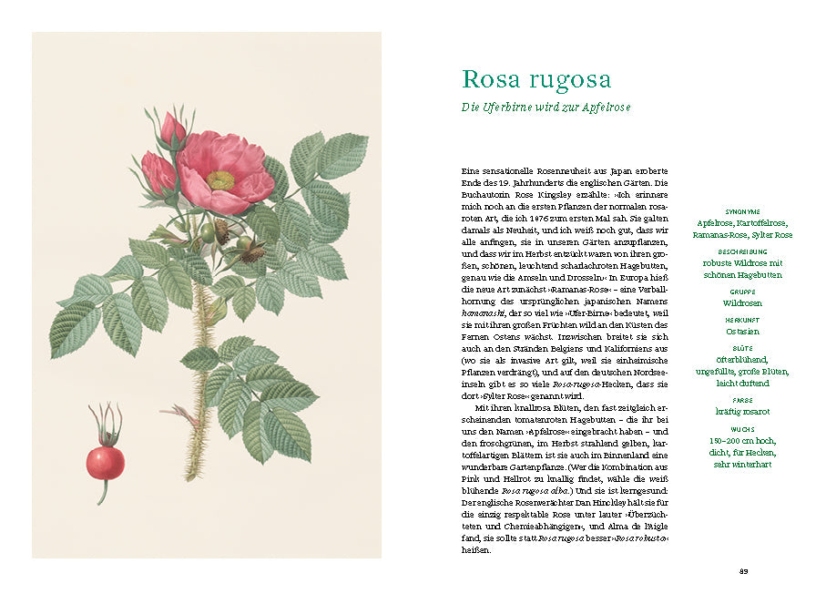 Eine botanische Illustration aus "Historische Rosen | fünfzig Rosensorten" vom Dumont Verlag zeigt Rosa rugosa mit rosa Blüten, grünen Blättern, Dornen und roten Hagebutten neben einer Seite mit deutschem Text über Rosensorten.