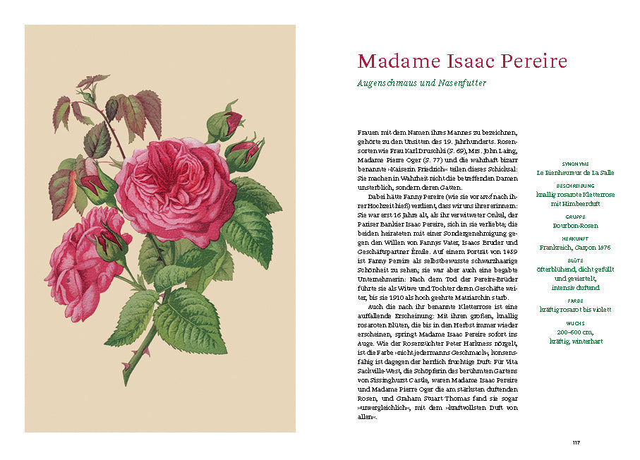 Ein illustrierter Druck aus "Historische Rosen | fünfzig Rosensorten mit prachtvollen historischen Illustrationen" aus dem Dumont Verlag zeigt einen Rosenzweig mit rosa Blüten und deutschem Text über alte Rosen und Madame Isaac Pereire.