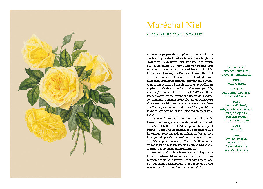 Auf der linken Seite erscheint eine gelbe Maréchal-Niel-Rose mit grünen Blättern; auf der rechten Seite ist ein deutscher Text aus "Historische Rosen | fünfzig Rosensorten mit prachtvollen historischen Illustrationen" des Dumont Verlags mit grünen und goldenen Überschriften abgebildet.