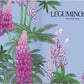 Illustration von hohen rosa und violetten Lupinen mit grünen Blättern auf hellblauem Grund im Stil der botanischen Malerei. Text: "LEGUMINOSEN LEGUMINOSAE" oben rechts. Ideal für jede Sammlung "Blüten | Die wunderbare Welt der Blumen" des Gerstenberg Verlags.