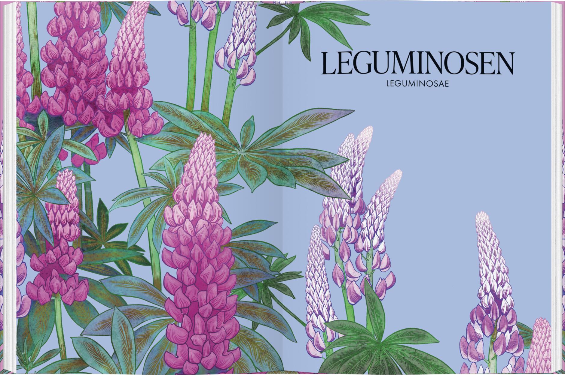 Illustration von hohen rosa und violetten Lupinen mit grünen Blättern auf hellblauem Grund im Stil der botanischen Malerei. Text: "LEGUMINOSEN LEGUMINOSAE" oben rechts. Ideal für jede Sammlung "Blüten | Die wunderbare Welt der Blumen" des Gerstenberg Verlags.