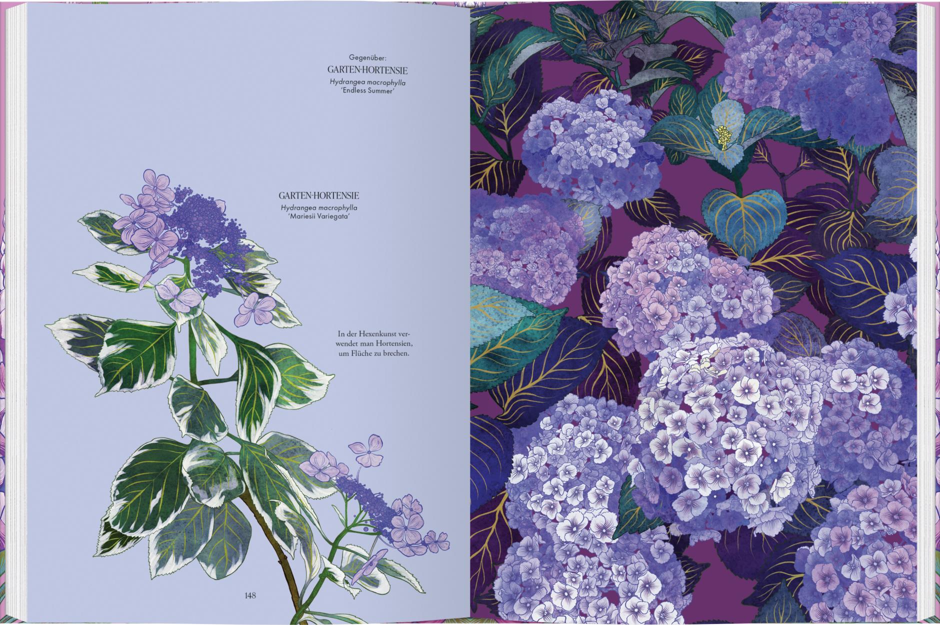Eine illustrierte Doppelseite aus "Blüten | Die wunderbare Welt der Blumen" vom Gerstenberg Verlag zeigt auf der linken Seite beschriftete botanische Kunst und auf der rechten Seite einen leuchtenden Hintergrund mit blühenden lila Hortensien, die von Adriana Picker inspiriert wurden.