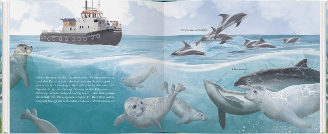 Illustration für "Der kleine Seehund und das Meer" (Gerstenberg Verlag): Ein Boot fährt auf dem Wattenmeer, während unten Robben schwimmen und oben Delfine springen. Die verspielte Szene aus dem bezaubernden Bilderbuch über Seehunde ab 4 Jahren ist eingefangen.