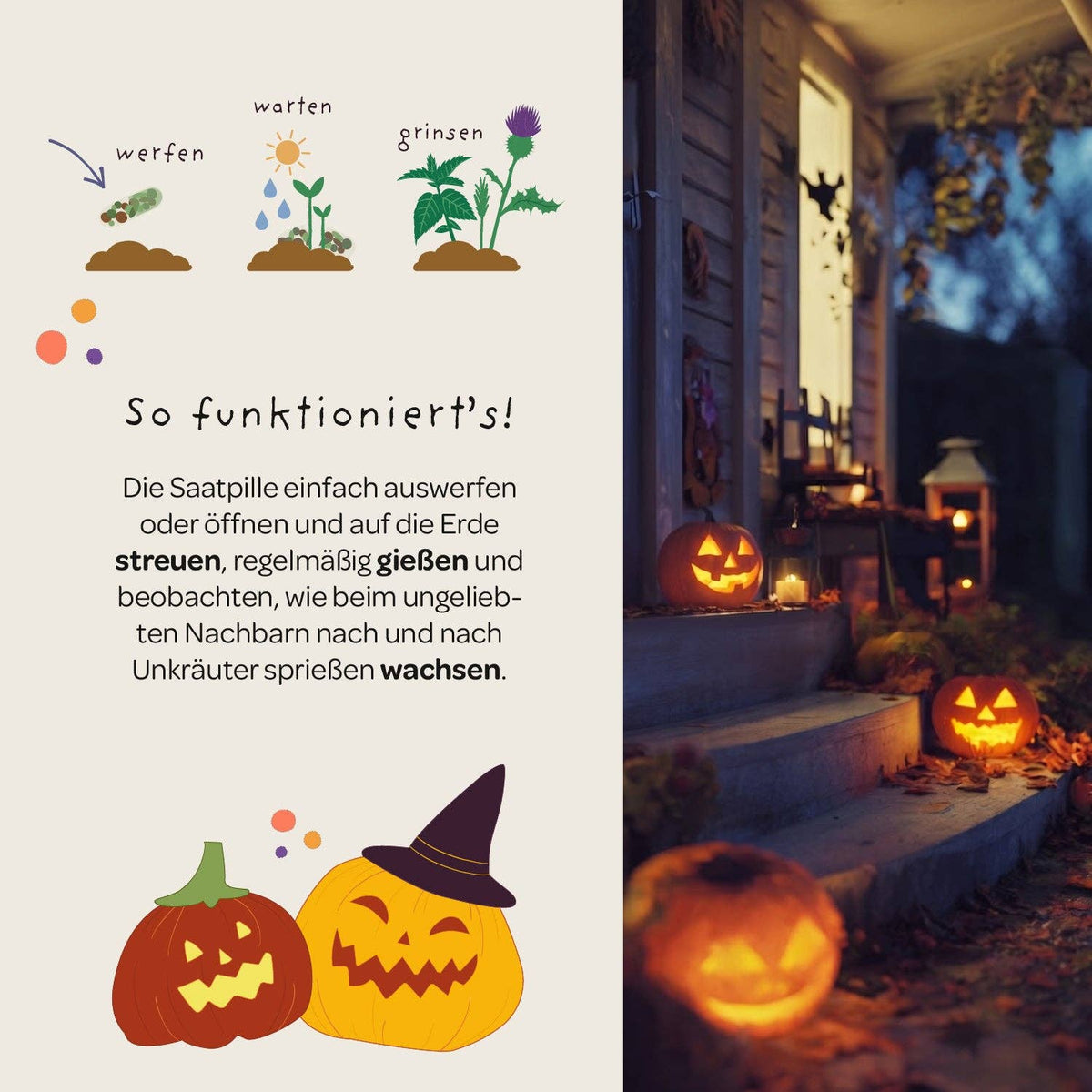 Illustrierte Schritt-für-Schritt-Anleitung zum Einpflanzen der Halloween-Saatpille „Saures“ von Stadtgärtner’s Saatgut „Süßes oder Saures“, dargestellt mit Kürbissen und einer gemütlichen Veranda, die in der Abenddämmerung mit leuchtenden Kürbislaternen und herbstlichen Akzenten geschmückt ist– die perfekte Inspiration für Ihre eigene nachhaltige Überraschung oder Ihr Halloween-Geschenk mit den einzigartigen Wildblumensamenkapseln von Stadtgärtner.