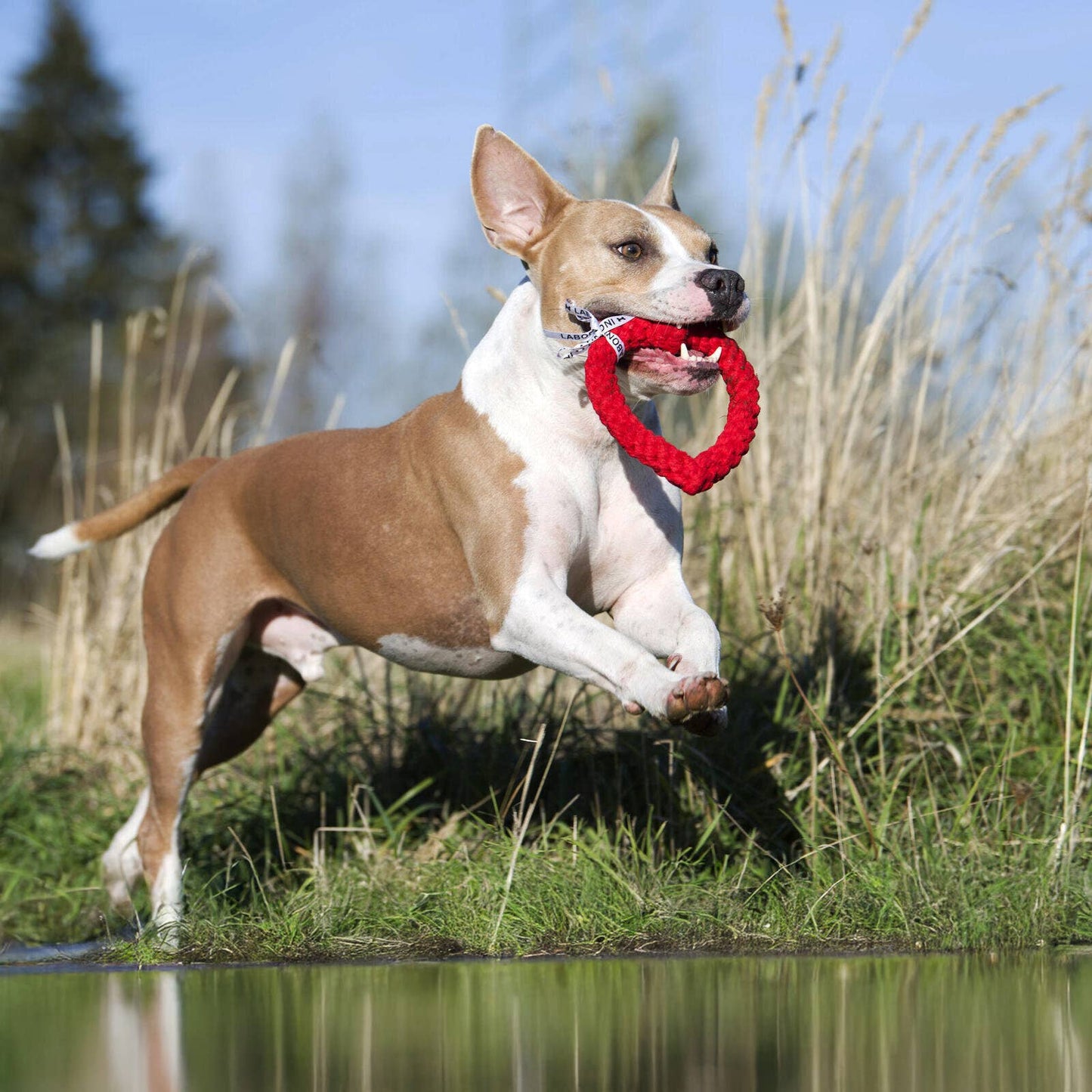 Ein braun-weißer Hund läuft mit dem LABONI | Hundespielzeug Hertha Heart, einem roten herzförmigen Spielzeug für die Zahnpflege, im Maul über das Gras. Hohes Gras und ein blauer Himmel bilden den Hintergrund.