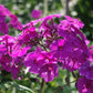 Büschel von leuchtend violettem Phlox leuchten im Abendlicht in der Königlichen Gartenakademie "Mi. 24.06.2026 | 17.00-18.00 ABENDLICHTFÜHRUNG Duft im sommerlichen Garten", die das üppige Grün des Gartens zum Leuchten bringt.