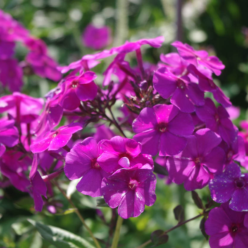 Büschel von leuchtend violettem Phlox leuchten im Abendlicht in der Königlichen Gartenakademie "Mi. 24.06.2026 | 17.00-18.00 ABENDLICHTFÜHRUNG Duft im sommerlichen Garten", die das üppige Grün des Gartens zum Leuchten bringt.