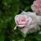 Eine blühende hellrosa Rose mit Wassertropfen leuchtet vor grünen Blättern und einer weiteren blassen Rose und erinnert an den Duft im sommerlichen Garten - genau wie bei der Abendlichtführung am Mi. 24.06.2026 (17-18 Uhr) in der Königlichen Gartenakademie.