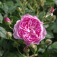 Erleben Sie den Duft im sommerlichen Garten mit der Königlichen Gartenakademie am Mi. 24.06.2026 | 17.00-18.00 ABENDLICHTFÜHRUNG, umgeben von blühenden Rosen und üppigem Grün.
