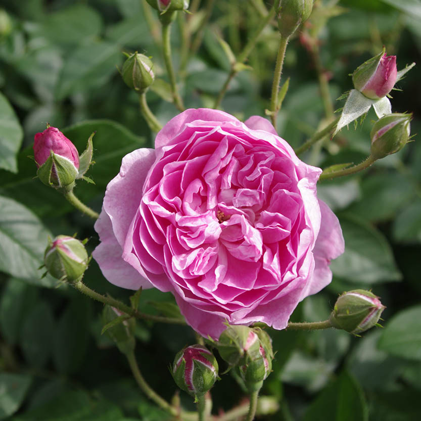 Erleben Sie den Duft im sommerlichen Garten mit der Königlichen Gartenakademie am Mi. 24.06.2026 | 17.00-18.00 ABENDLICHTFÜHRUNG, umgeben von blühenden Rosen und üppigem Grün.