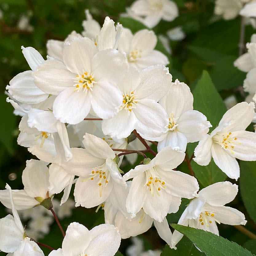 Erleben Sie den Duft der Sommerblumen - zarte weiße Blüten mit gelber Mitte - bei der "ABENDLICHTFÜHRUNG Duft im sommerlichen Garten" der Königlichen Gartenakademie am Mi. 24.06.2026, 17:00-18:00 Uhr.