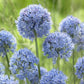 An hohen grünen Stielen blühen Büschel runder blauer Blüten von Allium caeruleum – Flieder-Lauch von Weijers – vor einem verschwommenen grasbewachsenen Hintergrund.