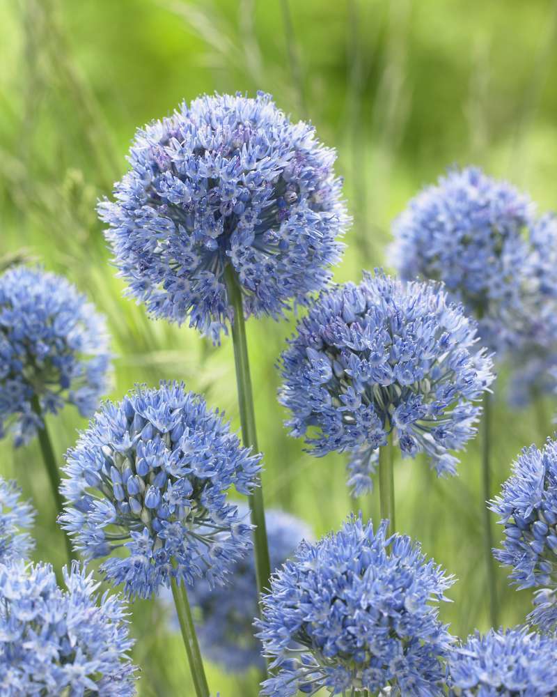 An hohen grünen Stielen blühen Büschel runder blauer Blüten von Allium caeruleum – Flieder-Lauch von Weijers – vor einem verschwommenen grasbewachsenen Hintergrund.