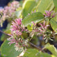 Nahaufnahme von rosa-violetten Herbstblühern im Sonnenlicht, ihre stacheligen Blütenblätter und grünen Blätter leuchten. Diese Blüten sind der Star in der "Mi. 09.09.2026 | 17.00-18.00 ABENDLICHTFÜHRUNG Herbstblüher entdecken" der Königlichen Gartenakademie - entdecken Sie mehr als Astern und Gräser!.