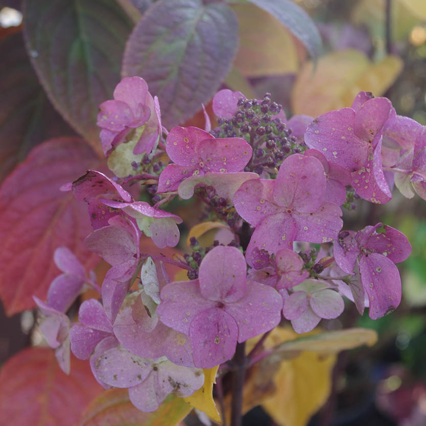 Nahaufnahme einer rosa-violetten Hortensie, ein schöner Herbstblüher, mit taufrischen Blättern, die sanft beleuchtet werden - entdecken Sie mehr Blüten wie diese auf der "Mi. 09.09.2026 | 17.00-18.00 ABENDLICHTFÜHRUNG Herbstblüher entdecken" der Königlichen Gartenakademie.