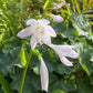 Entdecken Sie Herbstblüher jenseits von Astern und Gräsern während der Mi. 09.09.2026 | 17.00-18.00 Uhr ABENDLICHTFÜHRUNG in der Königlichen Gartenakademie - ideal für jede Gartenschule, die saisonale Inspiration inmitten von üppigem Laub und Farnen sucht.