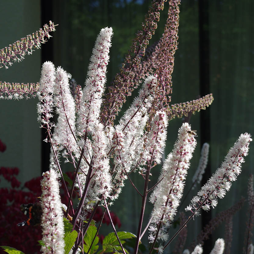 Auffallend hohe, weiße, flaschenbuschähnliche Blüten mit tiefvioletten Stielen leuchten in der Sonne bei der Königlichen Gartenakademie "Mi. 09.09.2026 | 17.00-18.00 ABENDLICHTFÜHRUNG Herbstblüher entdecken - mehr als Astern und Gräser.